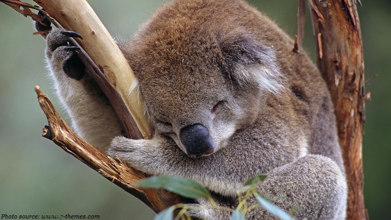 cute koala sleeping