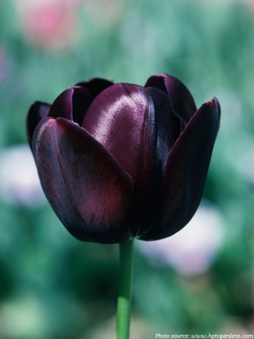 deep purple tulip