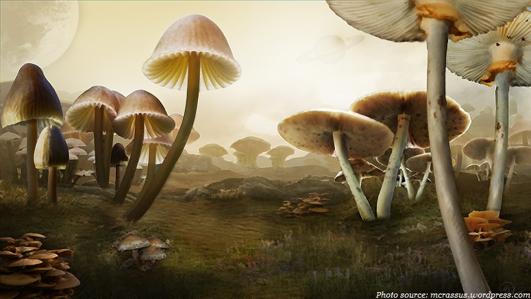 giant mushrooms
