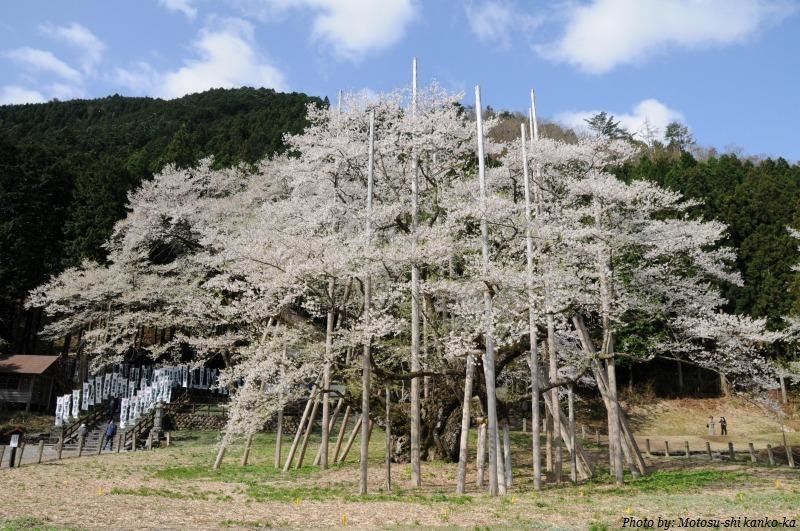 second-oldest-cherry-blossom-tree-in-the-world