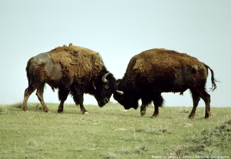bisons fighting