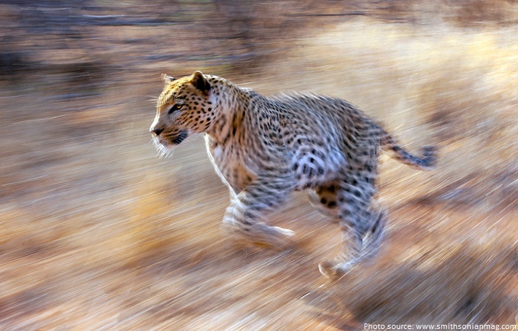leopard running