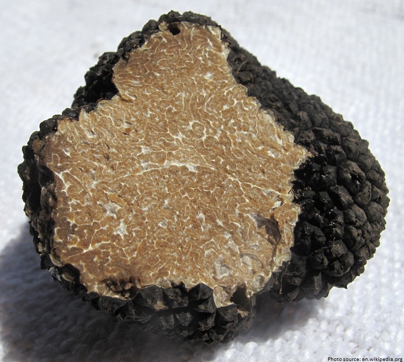 the black summer truffle