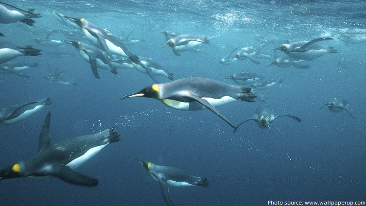 king penguins swimming
