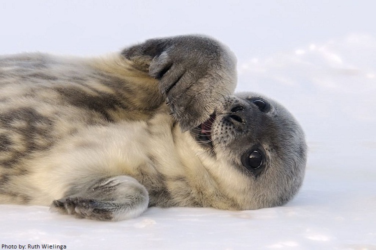 leopard seal pup