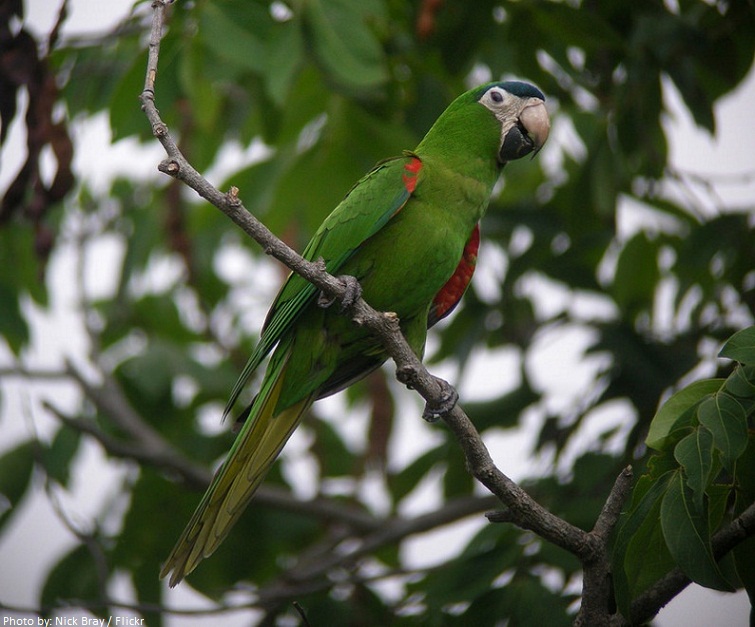 red-shouldered macaw