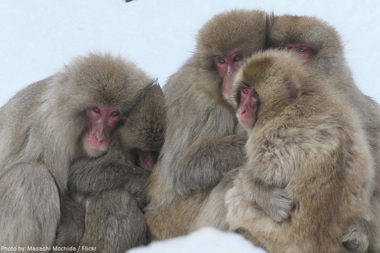 snow monkeys hold each other