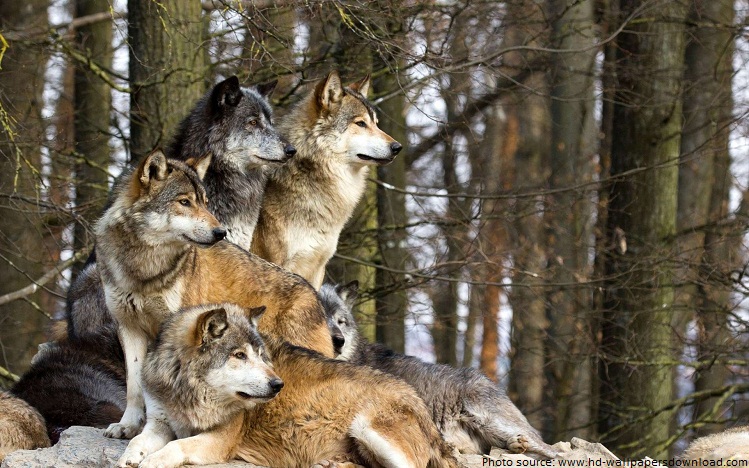 yellowstone wolves