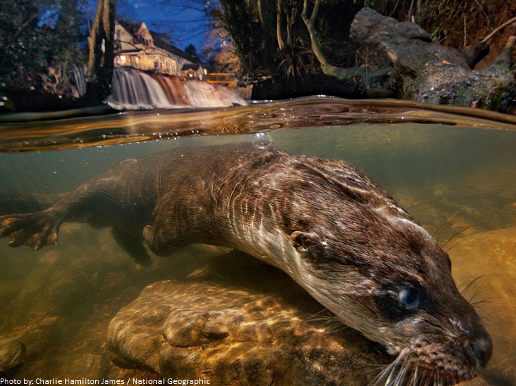 otter underwater