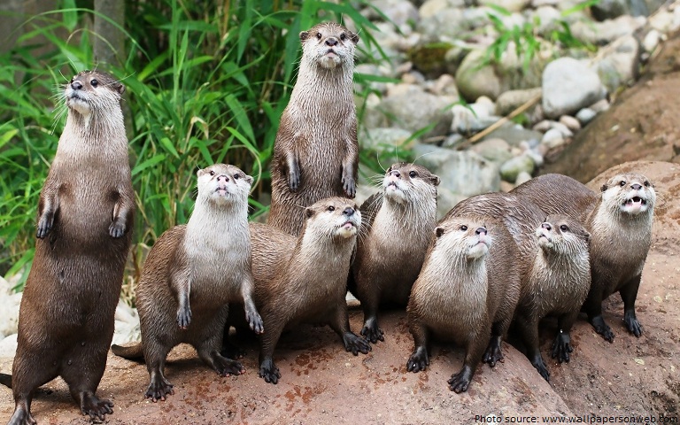 otters family