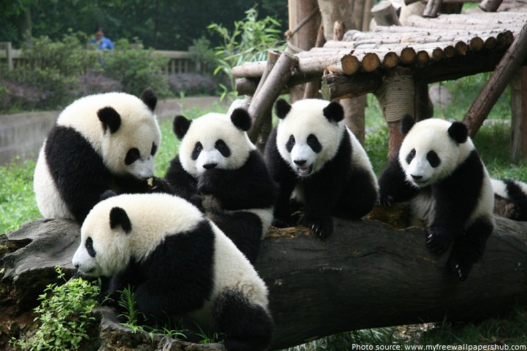 panda group
