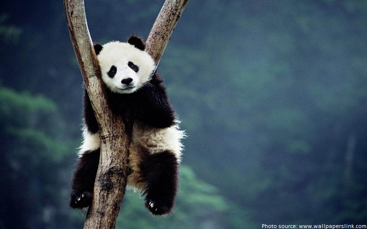 panda in the wild