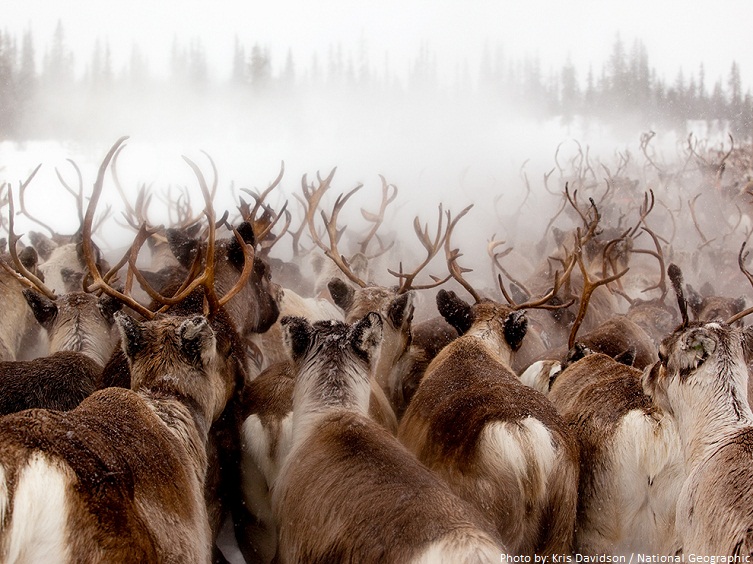 reindeer migration