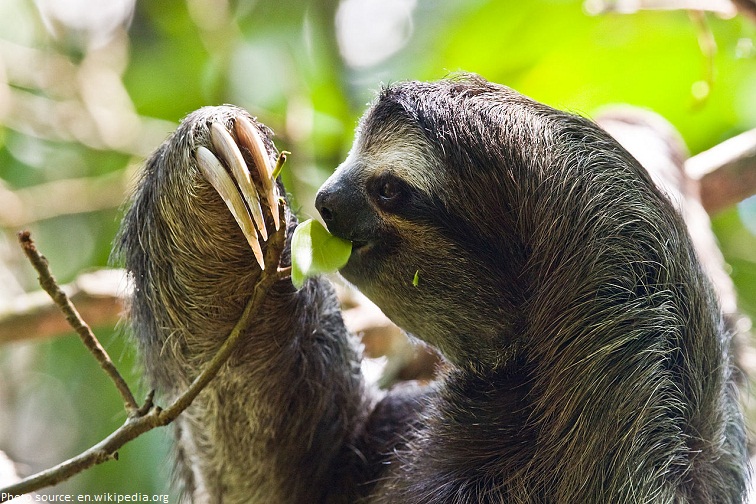 sloth eathing