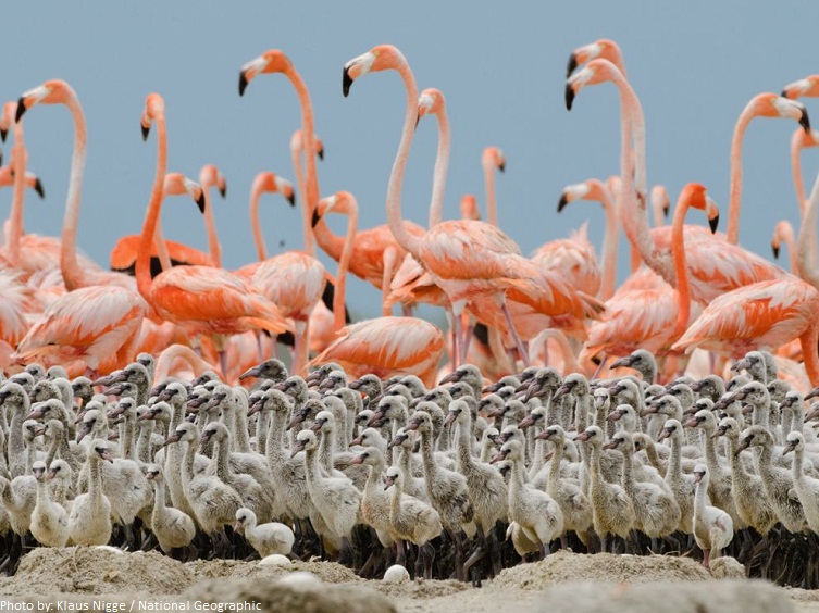 flamingo chicks