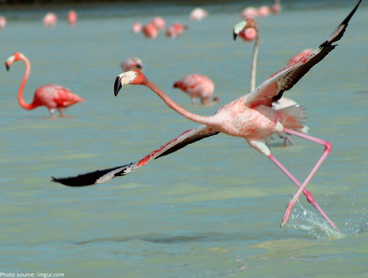 flamingo taking off