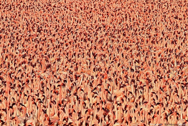 flamingos largest flock