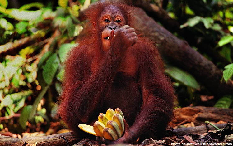orangutan eating