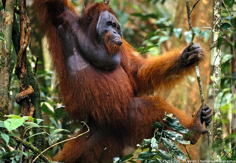 orangutan traveling forest