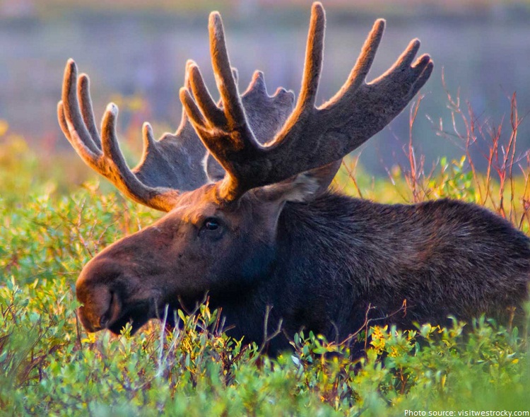rocky mountain national park moose