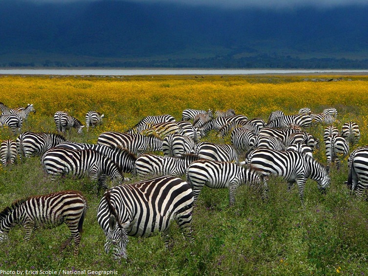 zebras eating