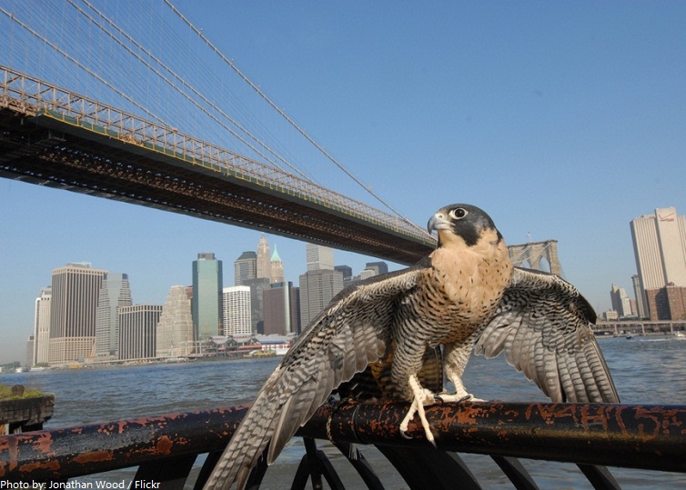 brooklyn bridge falcon