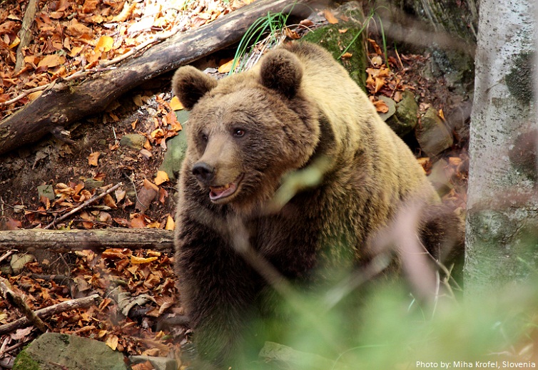 brown bear slovenia