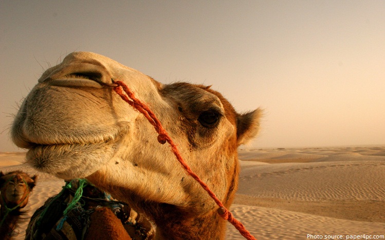 camels-2