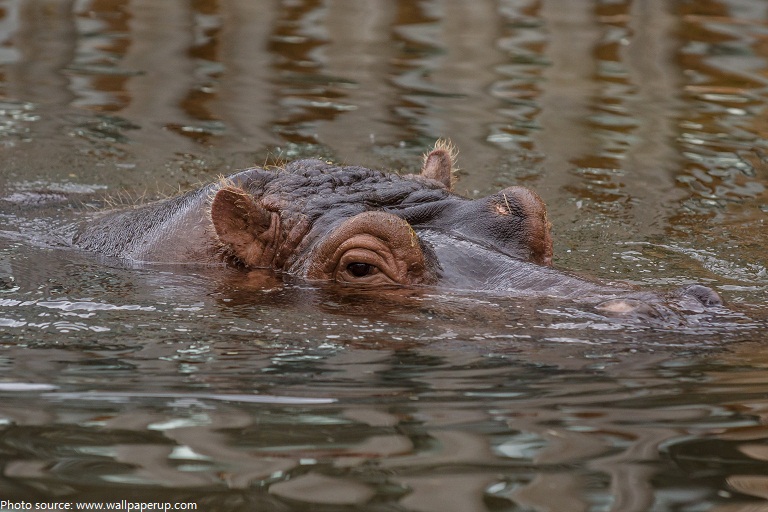 hippopotamus-2