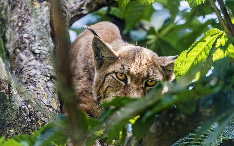 lynx in the tree
