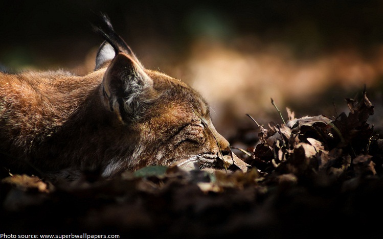 lynx sleeping