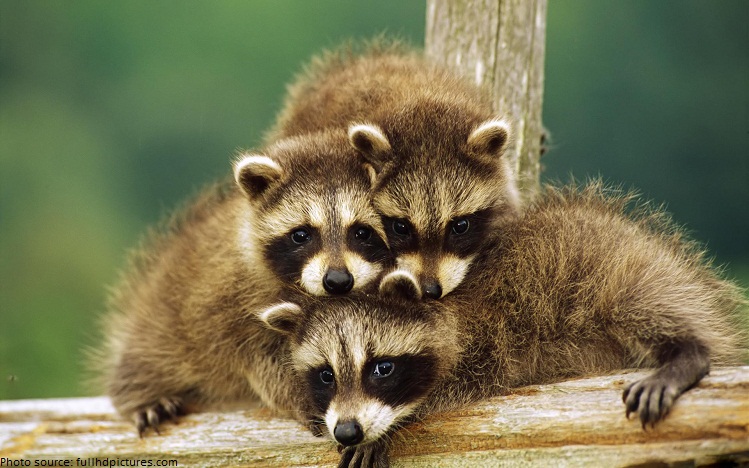 raccoon cubs