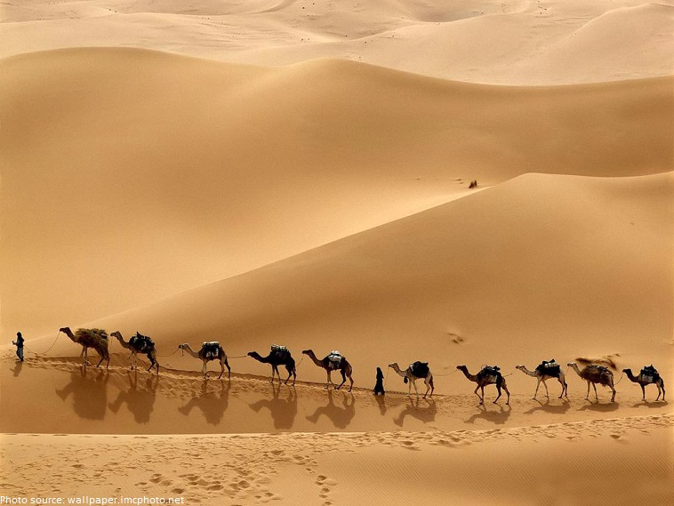 sahara camel caravan