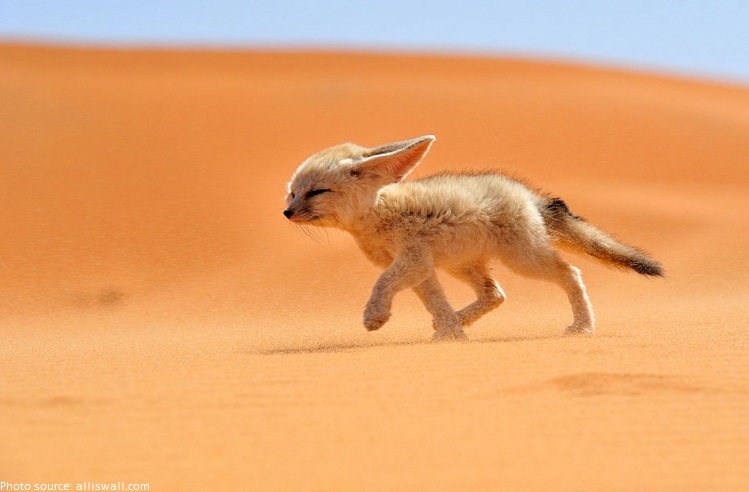 sahara desert fox