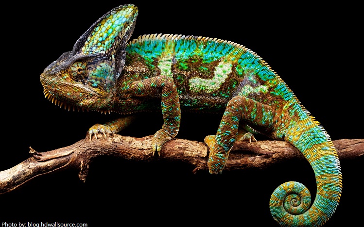 Interesting facts about chameleons | Just Fun Facts