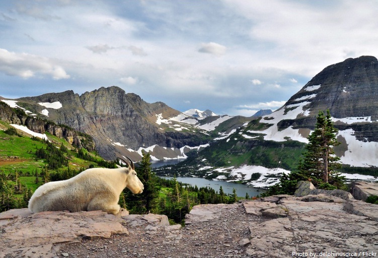 glacier national park mountain goat