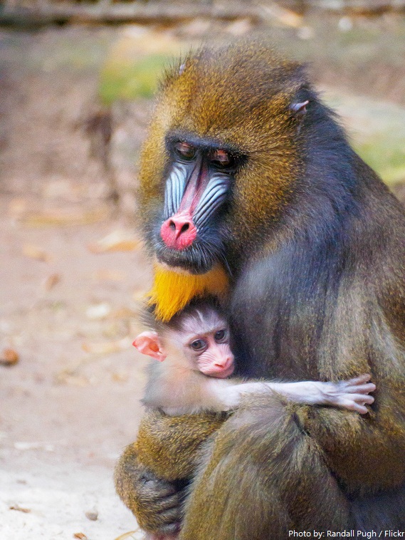 mandrill mother and baby