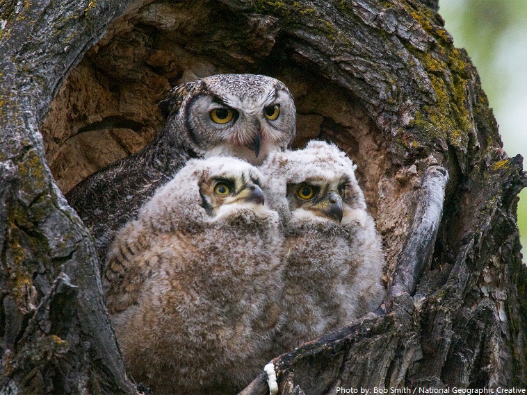 owls chicks and mother