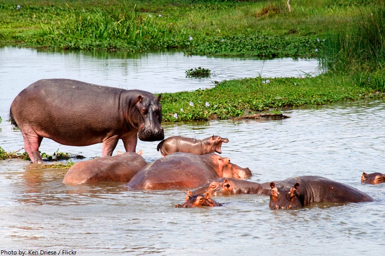 river nile hippos