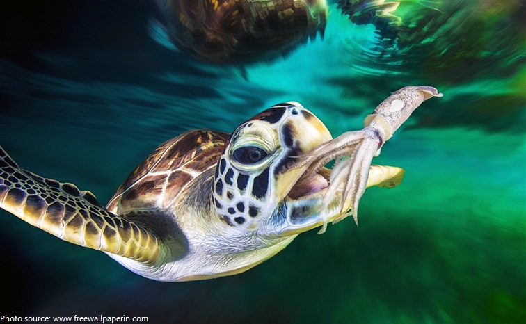 sea turtle eating
