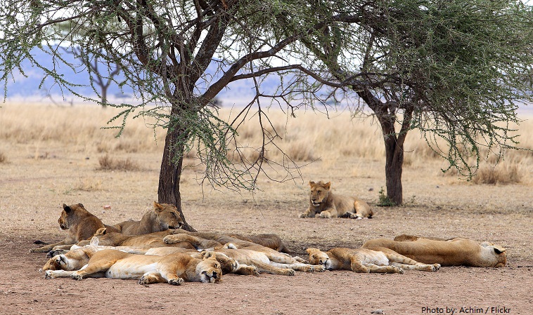 serengeti national park lions