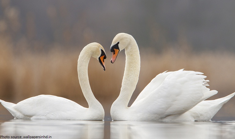 swans couple