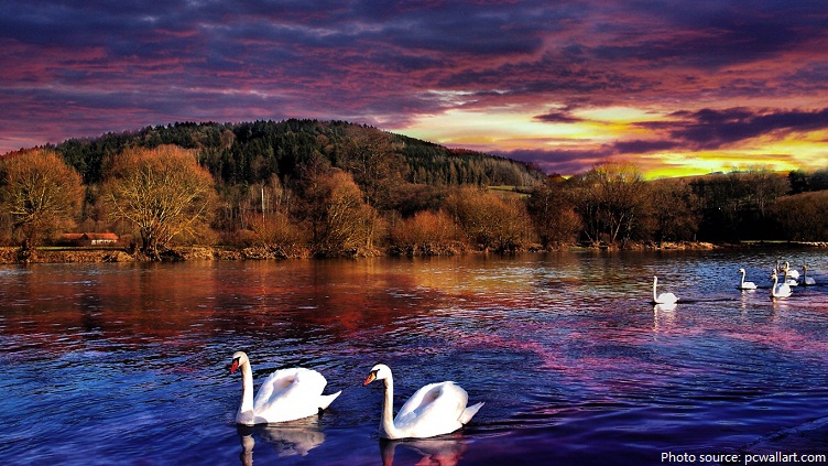 swans in lake