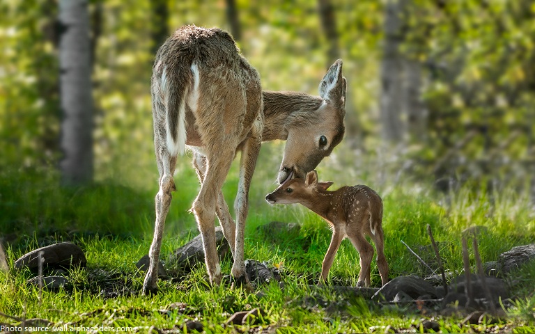 baby deer and mother