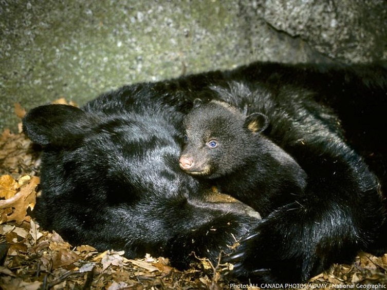bear hibernation