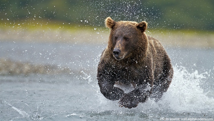 bear running
