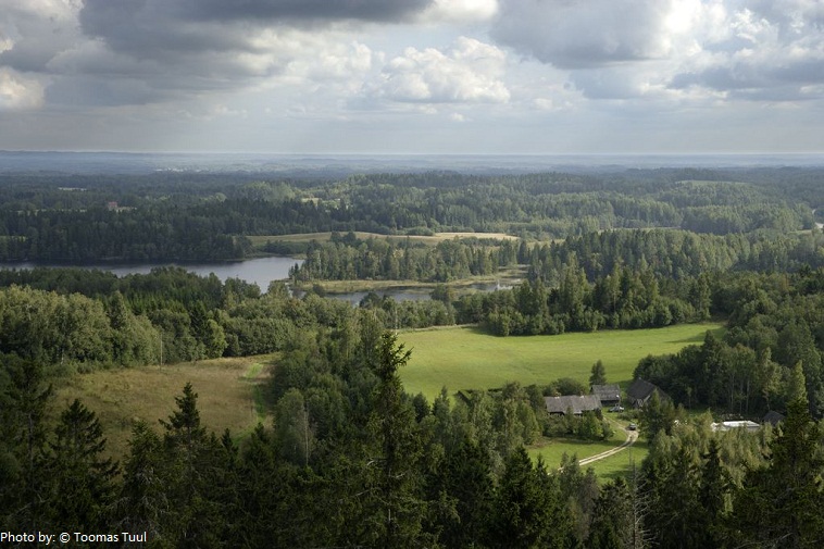 estonia forest