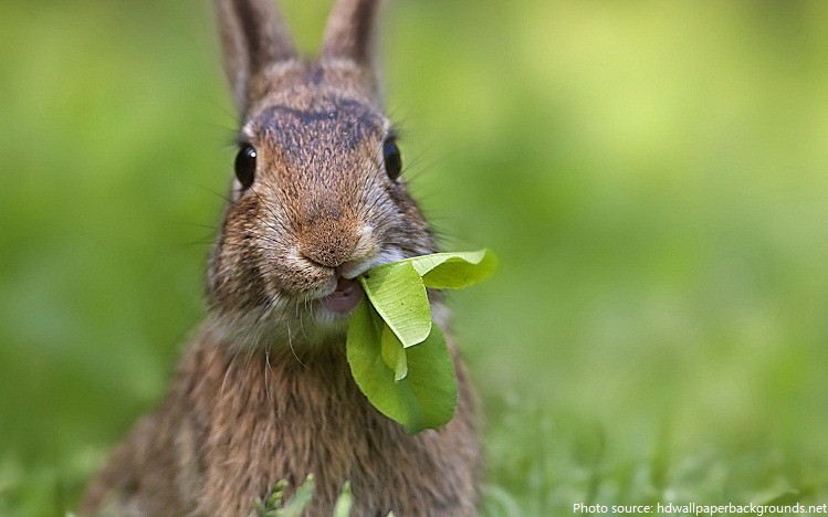 rabbit eating