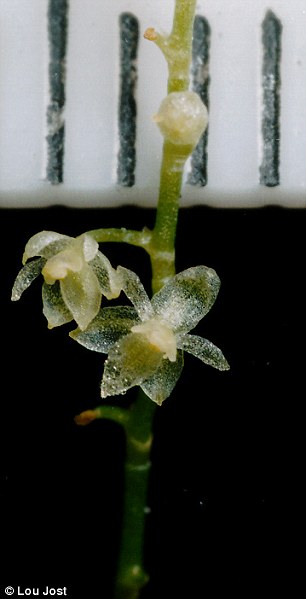 smallest-orchid-2