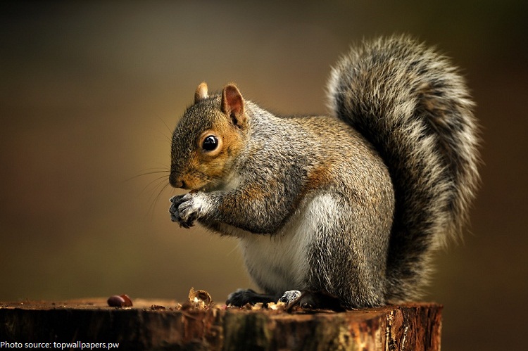squirrel-eating-2